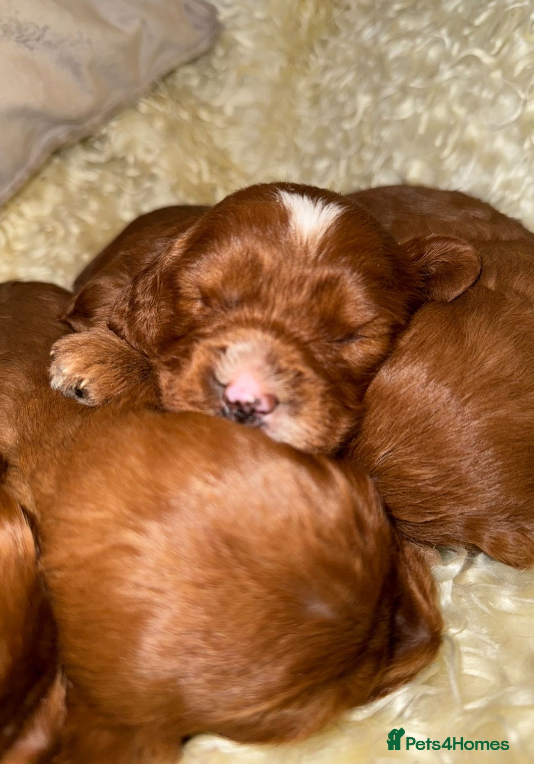 Cavapoo dogs for sale: ❤️ Deep Red Cavapoo Puppies ❤️ - Image 5