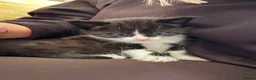 Mixed Breed cats for sale: 4 male kittens for sale  in Meifod - Advert 5