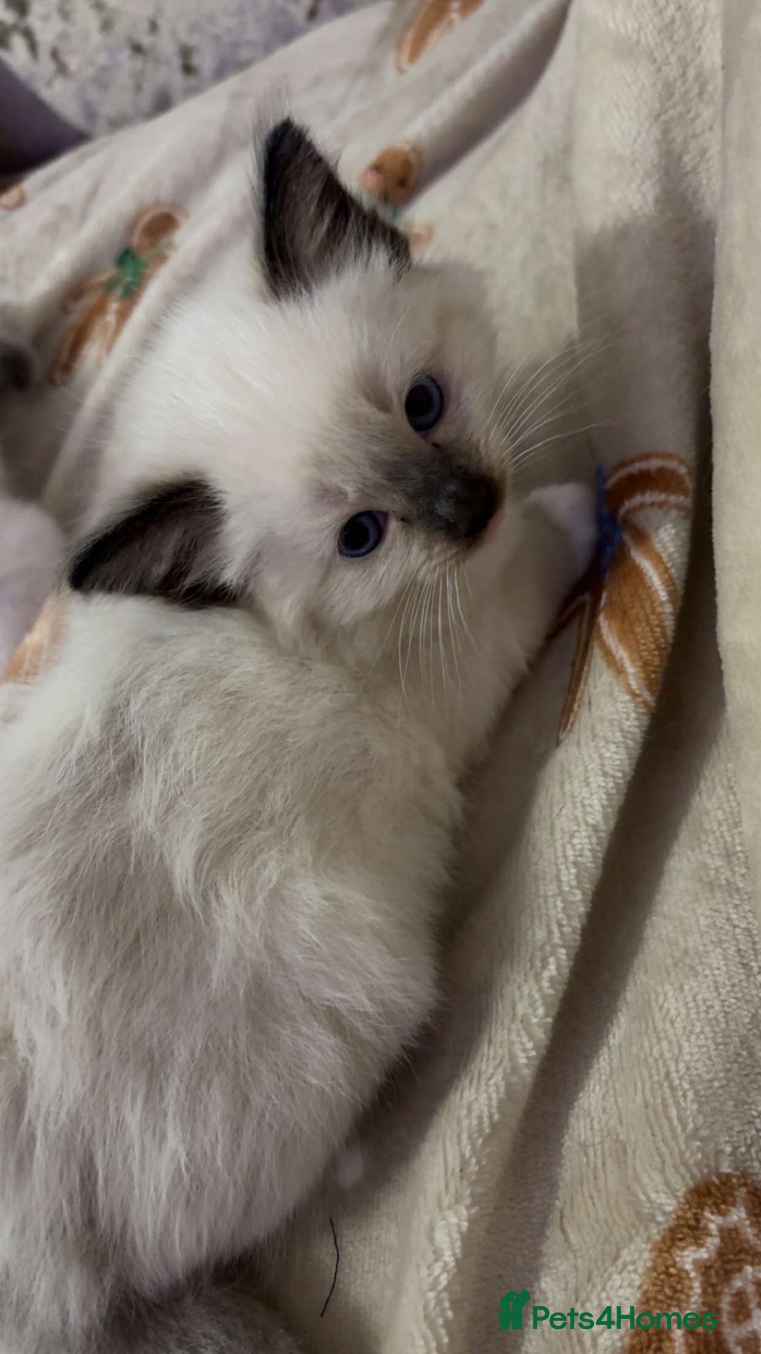 Ragdoll cats for sale: Beautiful Blue Mitted Ragdoll Kitten’s for Sale 🐾 - Image 6