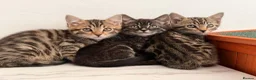 Bengal cats for sale: 🖤🧡🐆4 bengal girls 🐆🧡🖤 - Advert 22