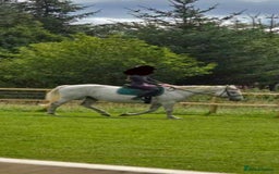 Irish Sports horses for sale: 16.2hh ISH mare - Image 2
