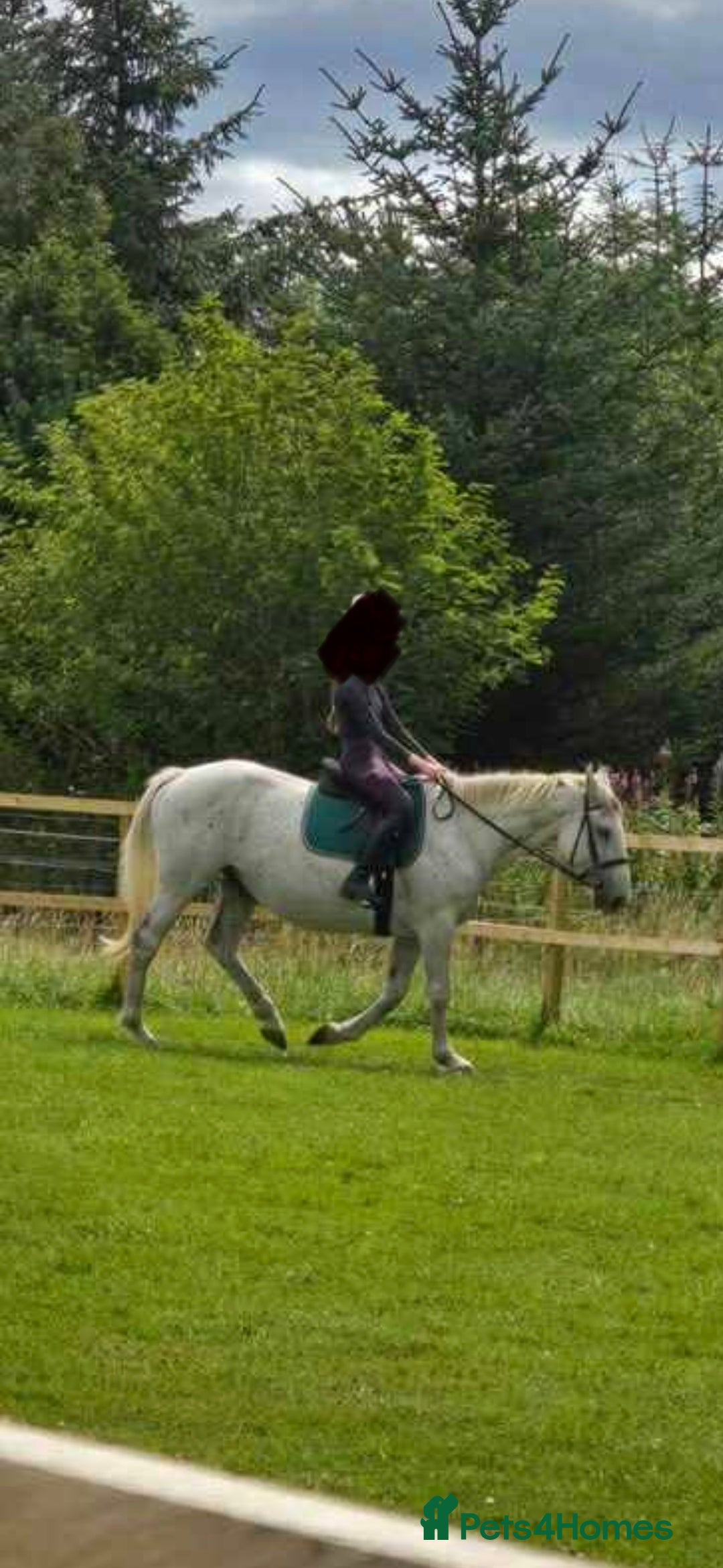 Irish Sports horses for sale: 16.2hh ISH mare - Image 2