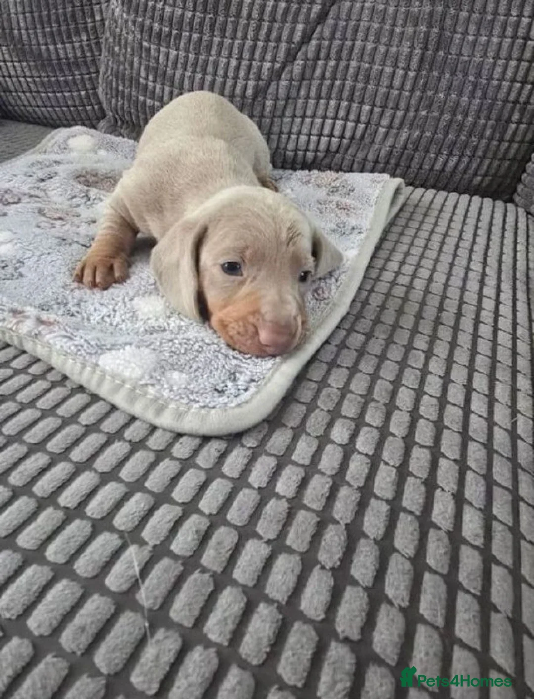 Miniature Dachshund dogs for sale: Miniature Dachshund litter of 4 puppies - Advert 3