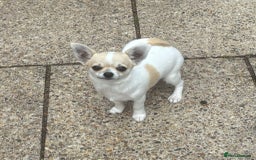 Chihuahua dogs for sale: *Parti Crufts Qualified Champion sired* in Cambridge - Image 7