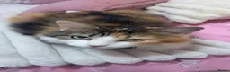 Maine Coon cats for sale: Beautiful Maine coon - Advert 1
