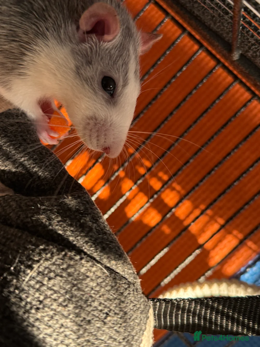 Rat rodents for sale: Male rats for rehoming - Advert 21