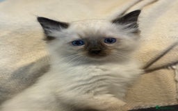 Ragdoll cats for sale: 5 Beautiful Ragdoll Kittens  - Image 34