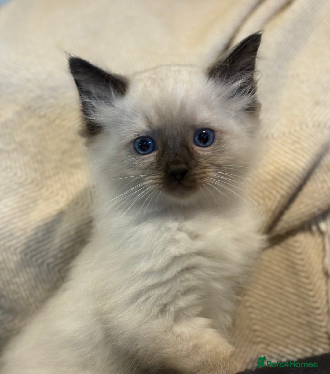 Ragdoll cats for sale: 5 Beautiful Ragdoll Kittens  - Image 34