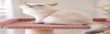 British Shorthair Kitten 3