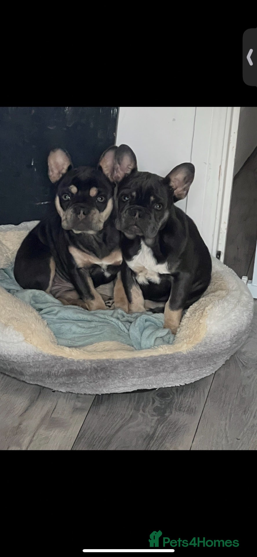 French Bulldog dogs Pippin and Star - Advert 2