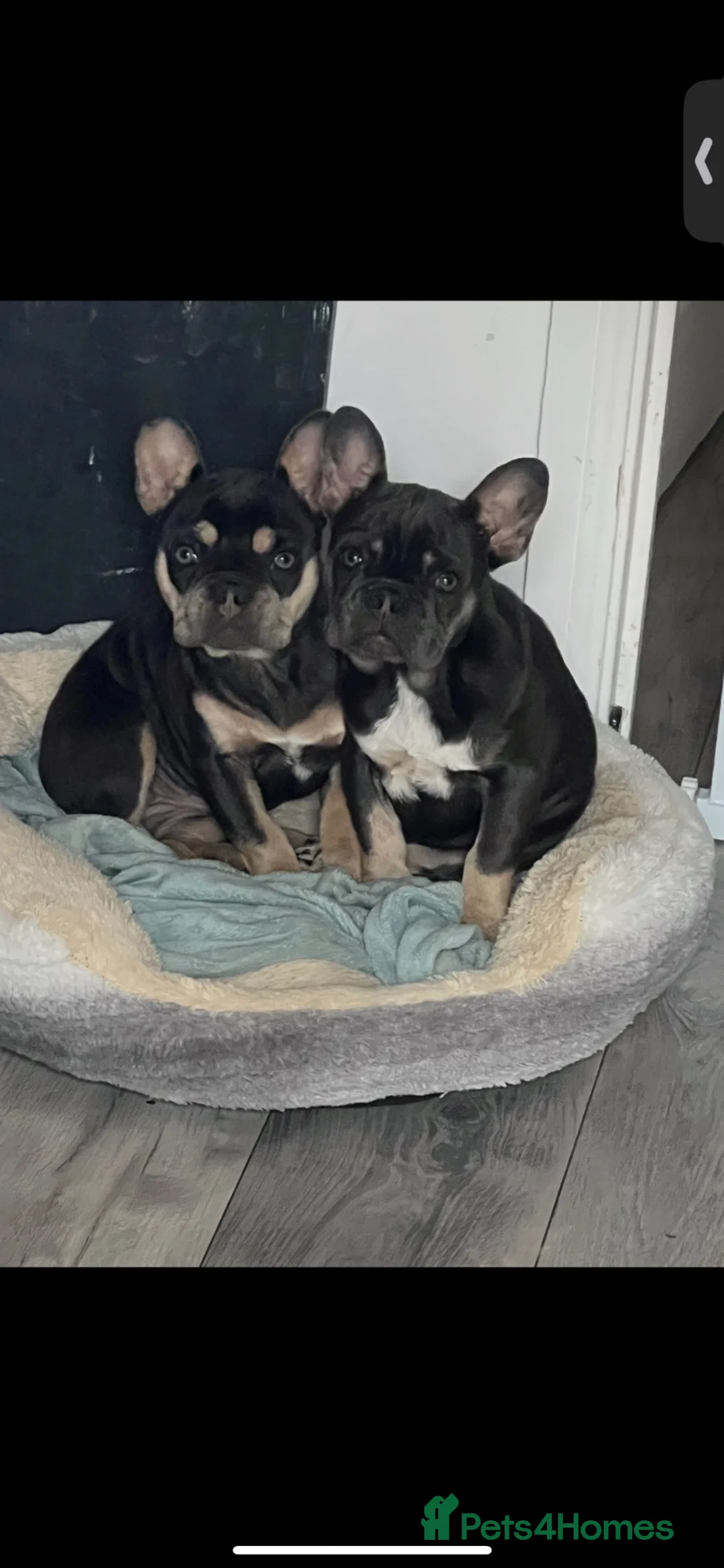 French Bulldog dogs for sale: Pippin and Star - Advert 1