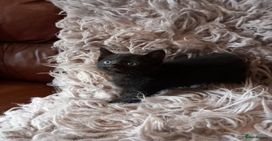 British Shorthair cats - Advert 15