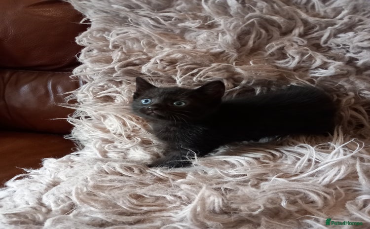 Mixed Breed cats - Advert 1