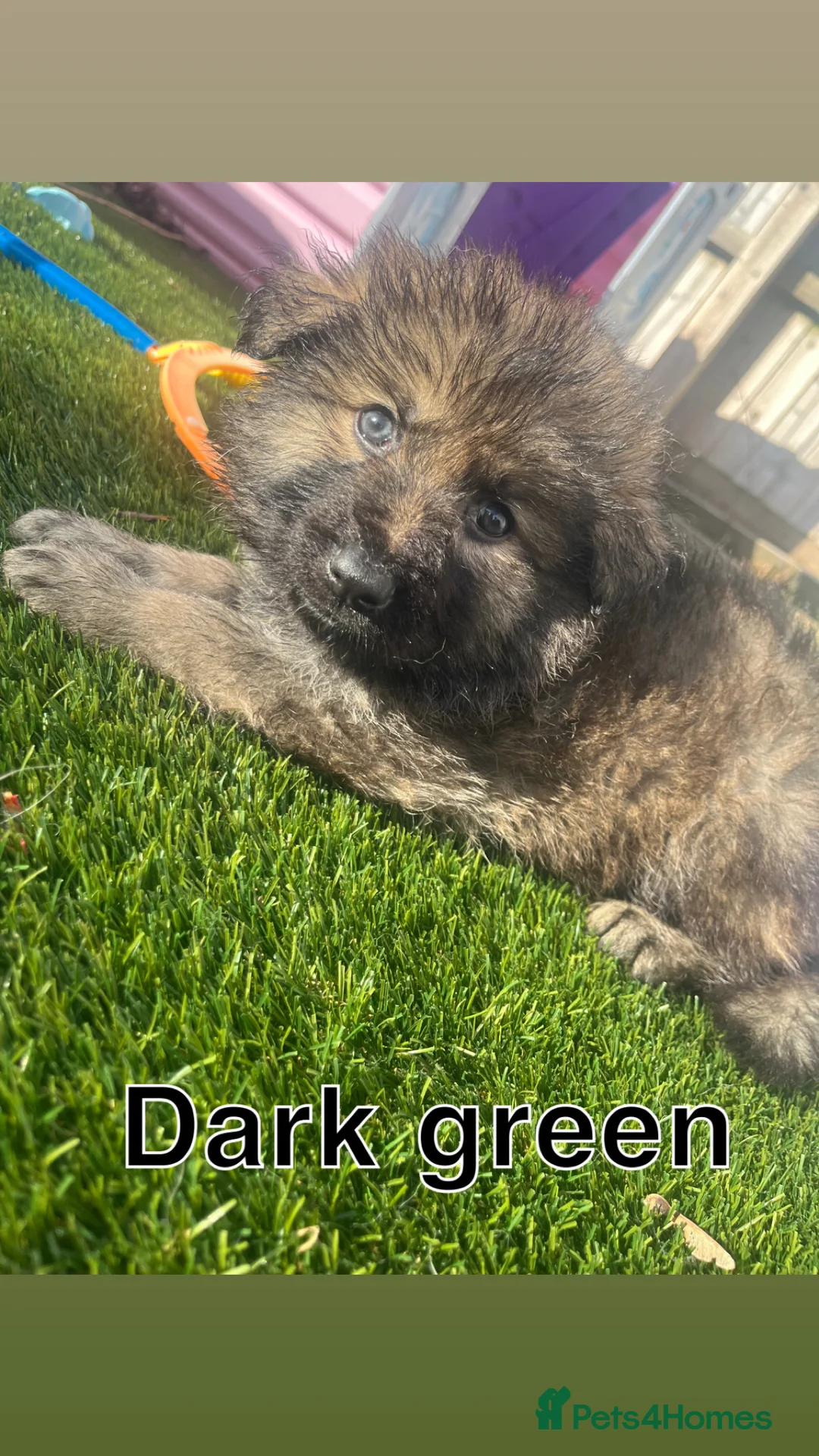 German Shepherd dogs for sale: Beautiful KC Reg Straight Back German Shepherds🐾 - Advert 18