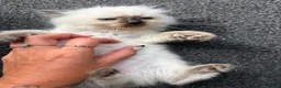 Ragdoll cats for sale: Amazing pure ragdolls  - Advert 10