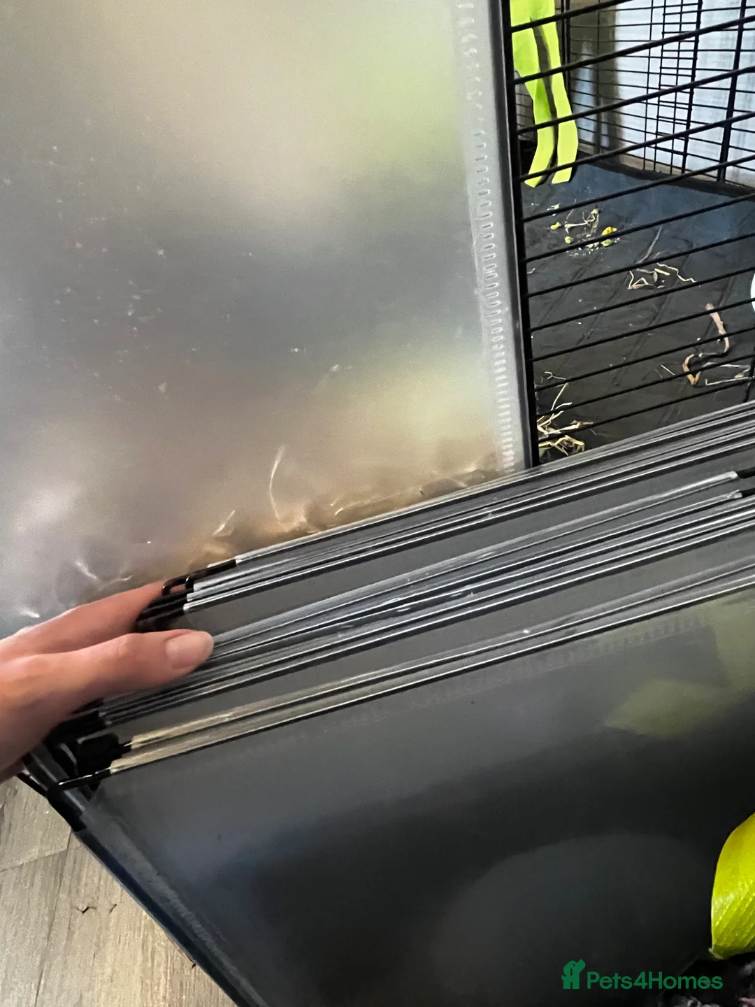 Guinea Pig rodents for sale: Two male guinea pigs and set up - Advert 8