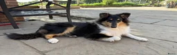 Rough Collie dogs for sale: 4.5 month Tri Colour Female Rough Collie Puppy - Advert 5