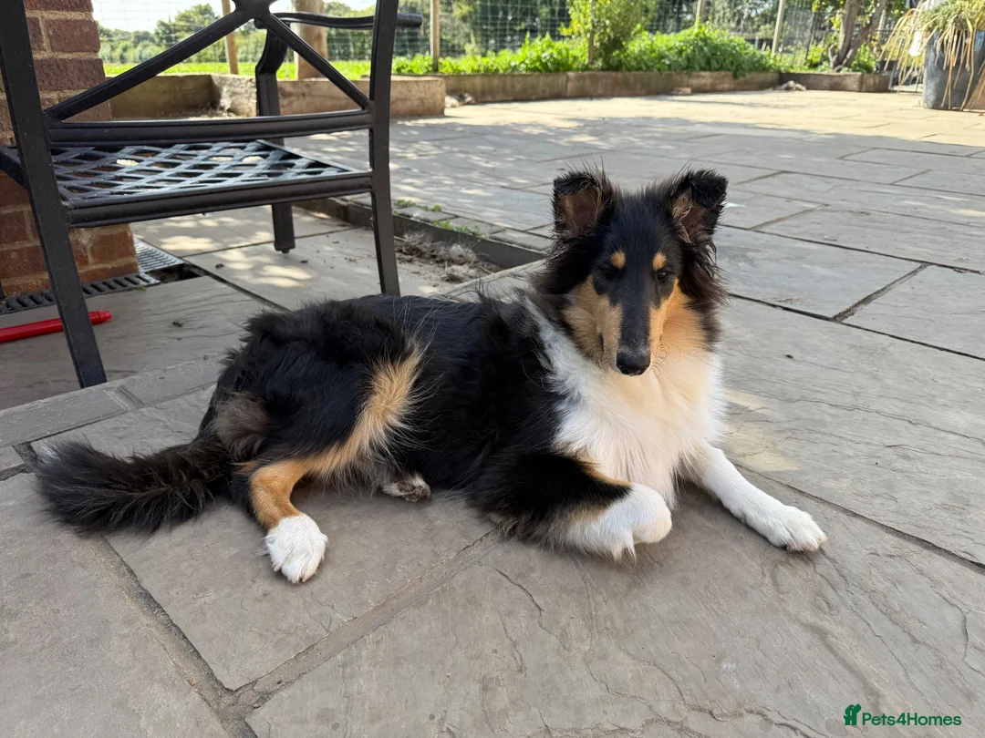 Rough Collie dogs for sale: 4.5 month Tri Colour Female Rough Collie Puppy - Advert 5