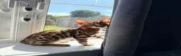 Bengal cats for sale: Stunning Bengal 3 Boys left - Advert 6