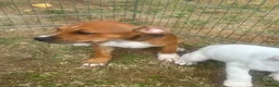 Staffordshire Bull Terrier dogs for sale: Staffordshire in Leicester - Advert 7