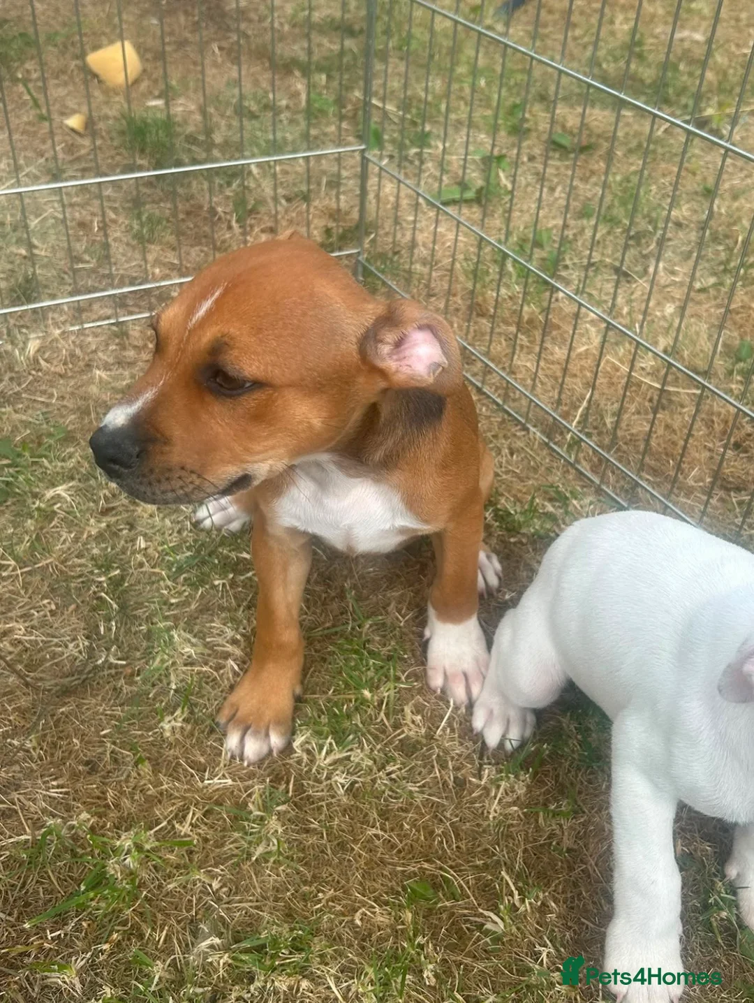 Staffordshire Bull Terrier dogs for sale: Staffordshire in Leicester - Advert 7