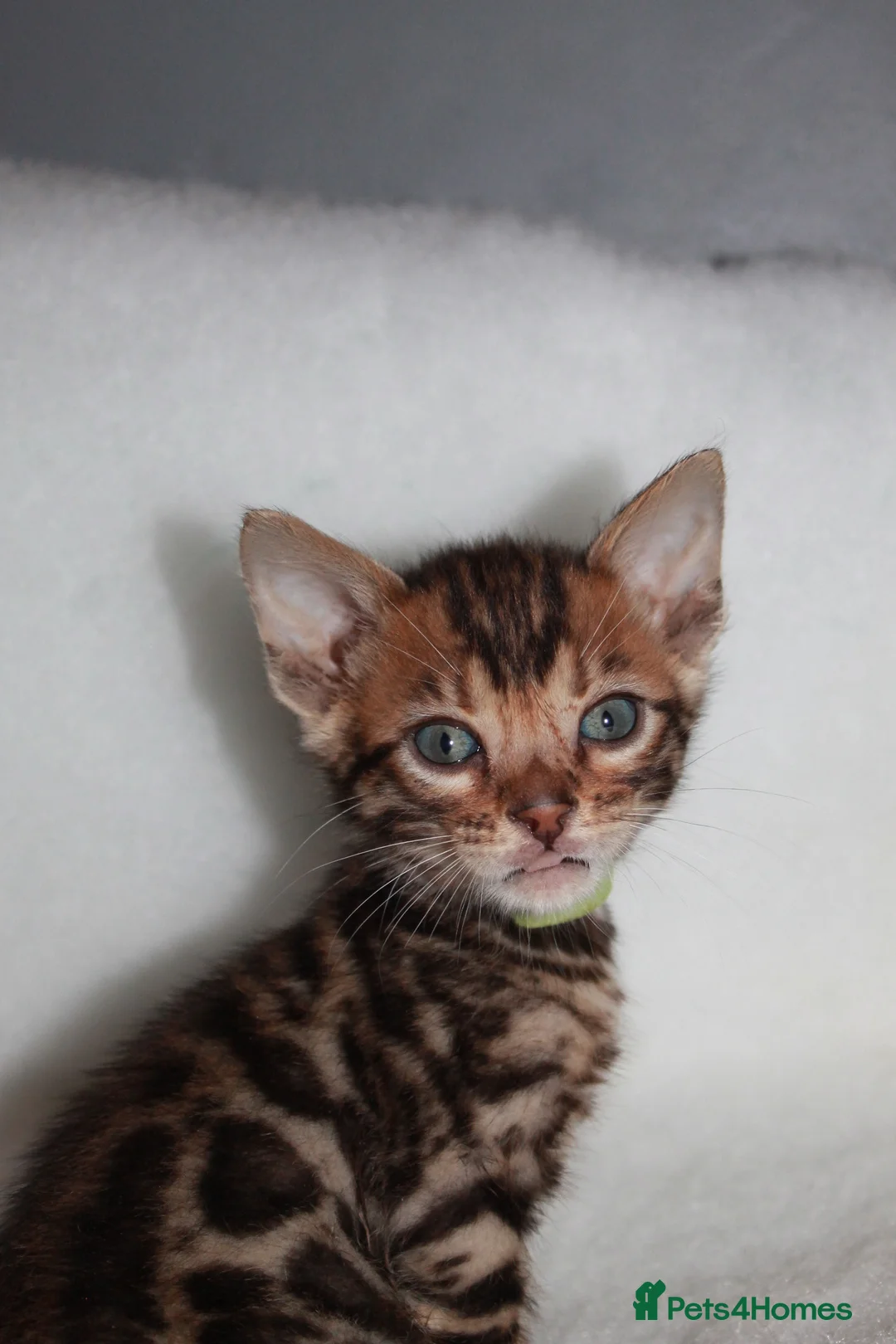 Bengal cats for sale: BEAUTIFUL BENGAL KITTENS FOR SALE- READY 03/04/26 - Advert 9