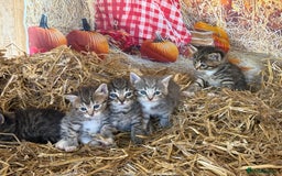 Mixed Breed cats for sale: Ragdoll x Bengal Exquisite Unique kittens - Image 20
