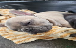 French Bulldog dogs for sale: READY FOR NEW HOME french bulldogs🩷🩷🩵 - Image 6