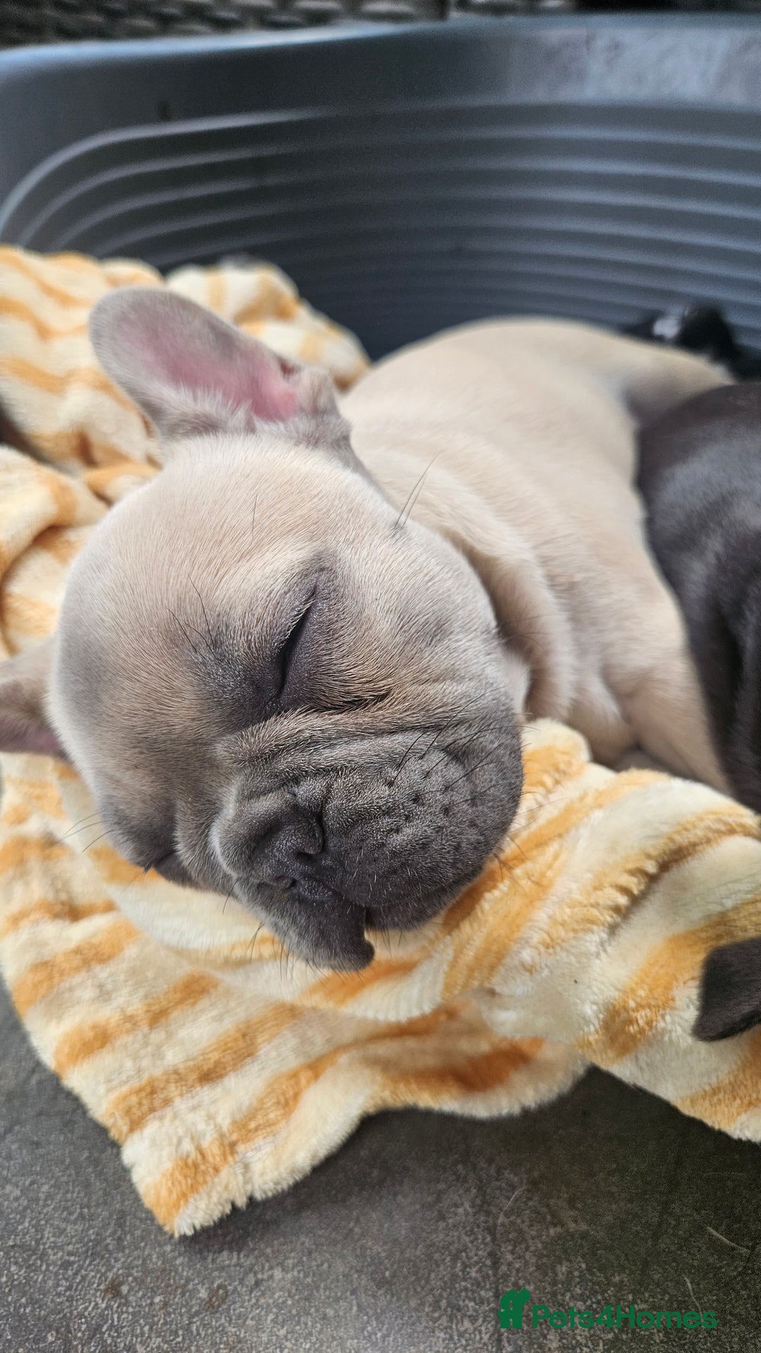French Bulldog dogs for sale: READY FOR NEW HOME french bulldogs🩷🩷🩵 - Image 6