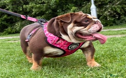 English Bulldog dogs for sale: Exceptional English Bulldog Puppies - Image 33