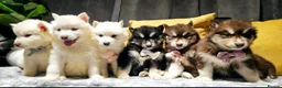 Siberian Husky dogs for sale: Wooly Siberian huskies - fully vaccinated  - Advert 7