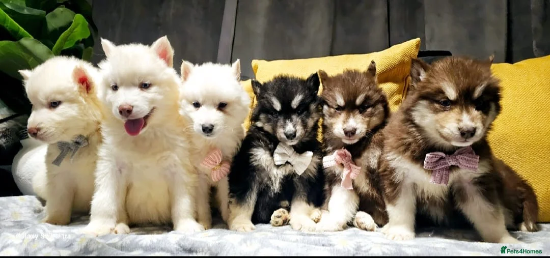Siberian Husky dogs for sale: Wooly Siberian huskies - fully vaccinated  - Advert 7