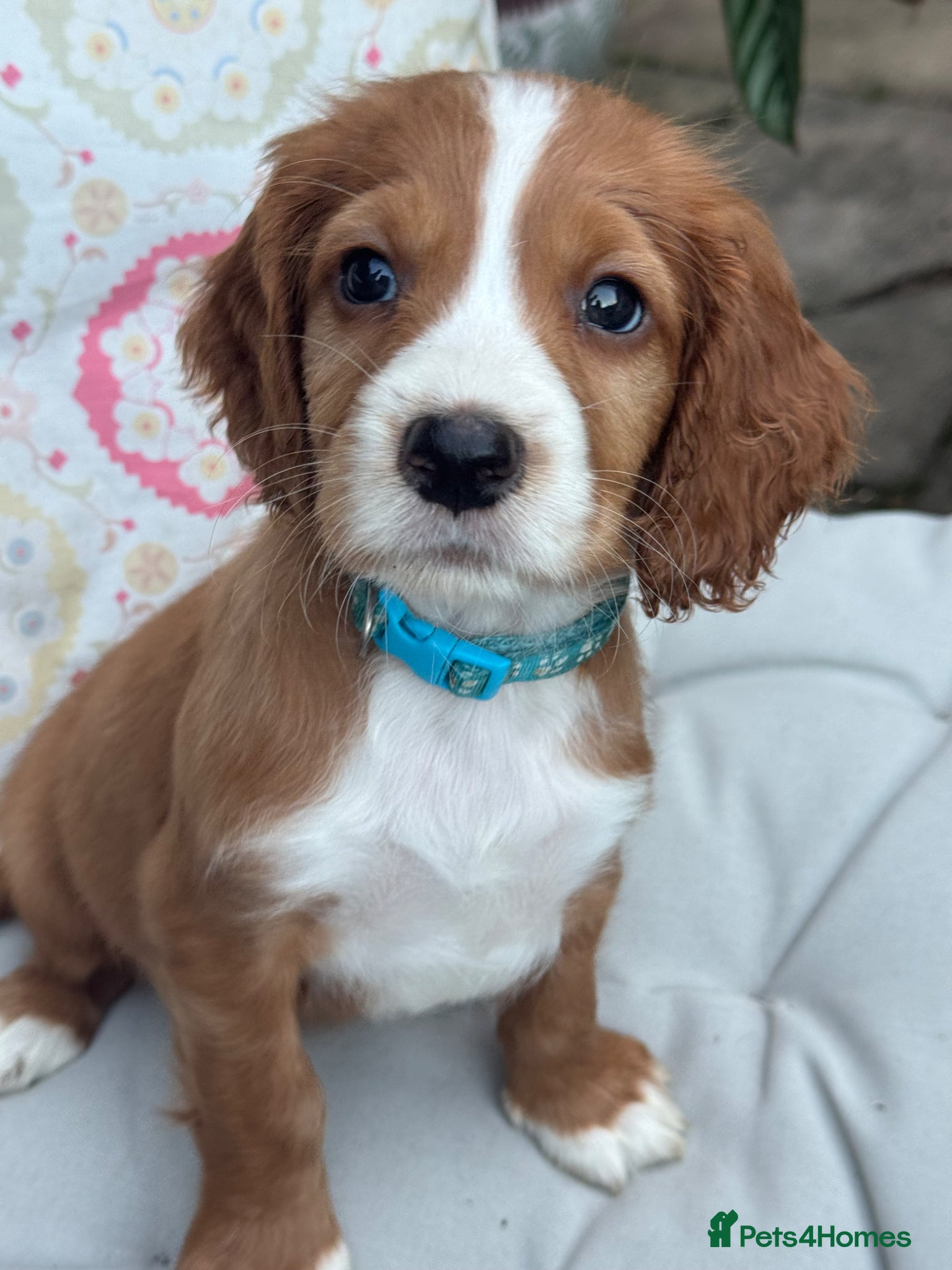 Cocker Spaniel dogs KC Reg Beautiful Working Cocker puppies DNA tested - Advert 5