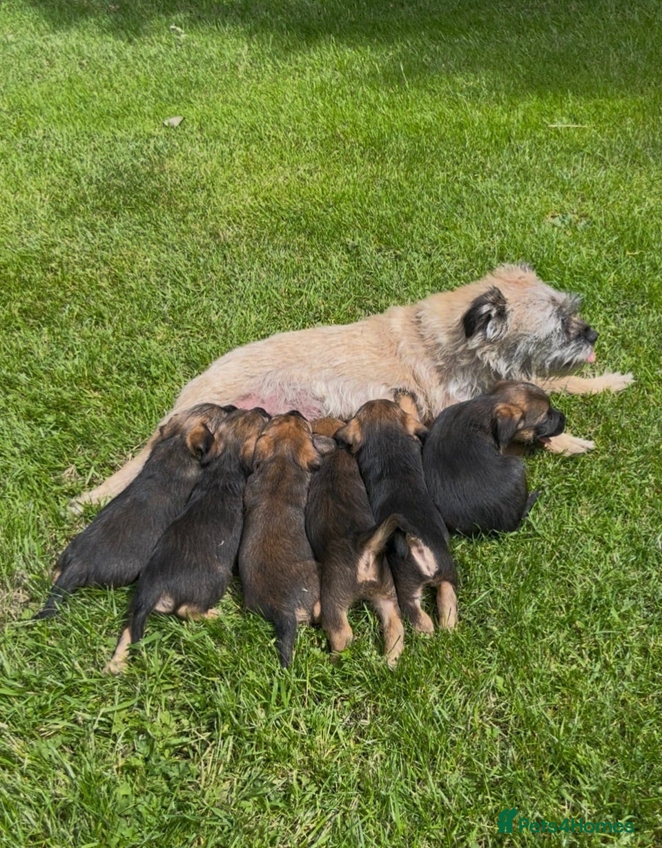 Border Terrier dogs KC Border Terriers  - Advert 1