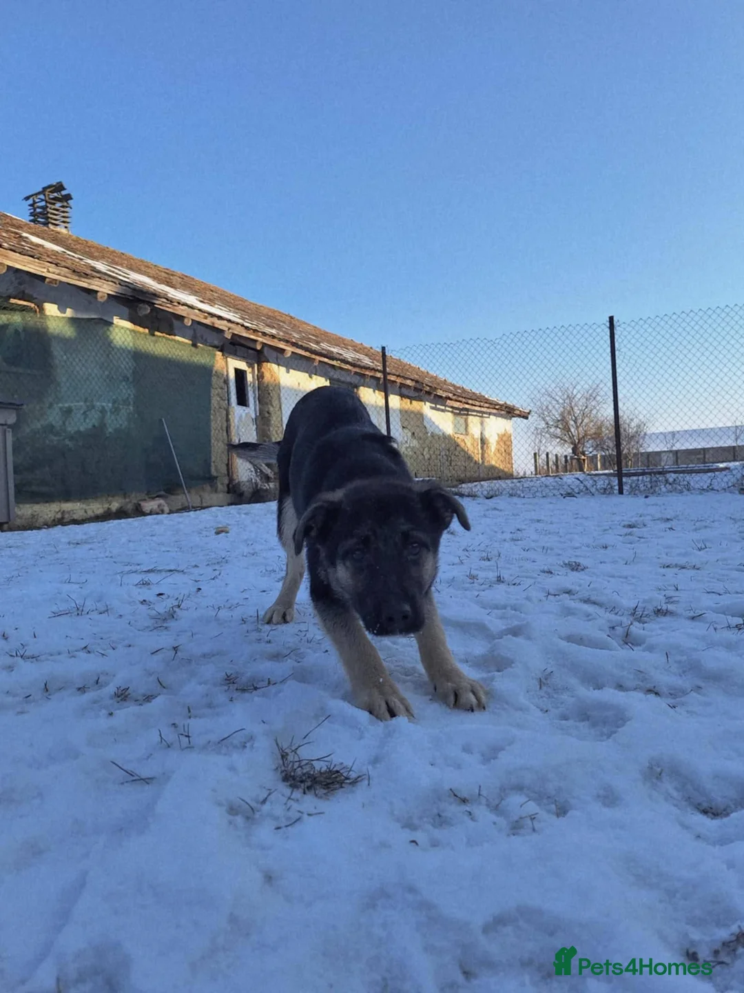 Mixed Breed dogs for adoption: Roquefort for adoption - Advert 3