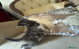 Mixed Breed cats for sale: FREE KITTENS ready 4home💖2 kittens open to offers - Image 8