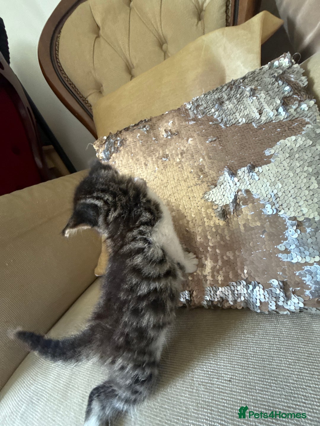 Mixed Breed cats for sale: FREE KITTENS ready 4home💖2 kittens open to offers - Image 8