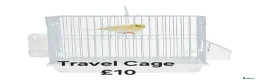 Budgerigars birds for sale: Baby Budgies, Tame Budgies, and Cockatiels - Advert 7
