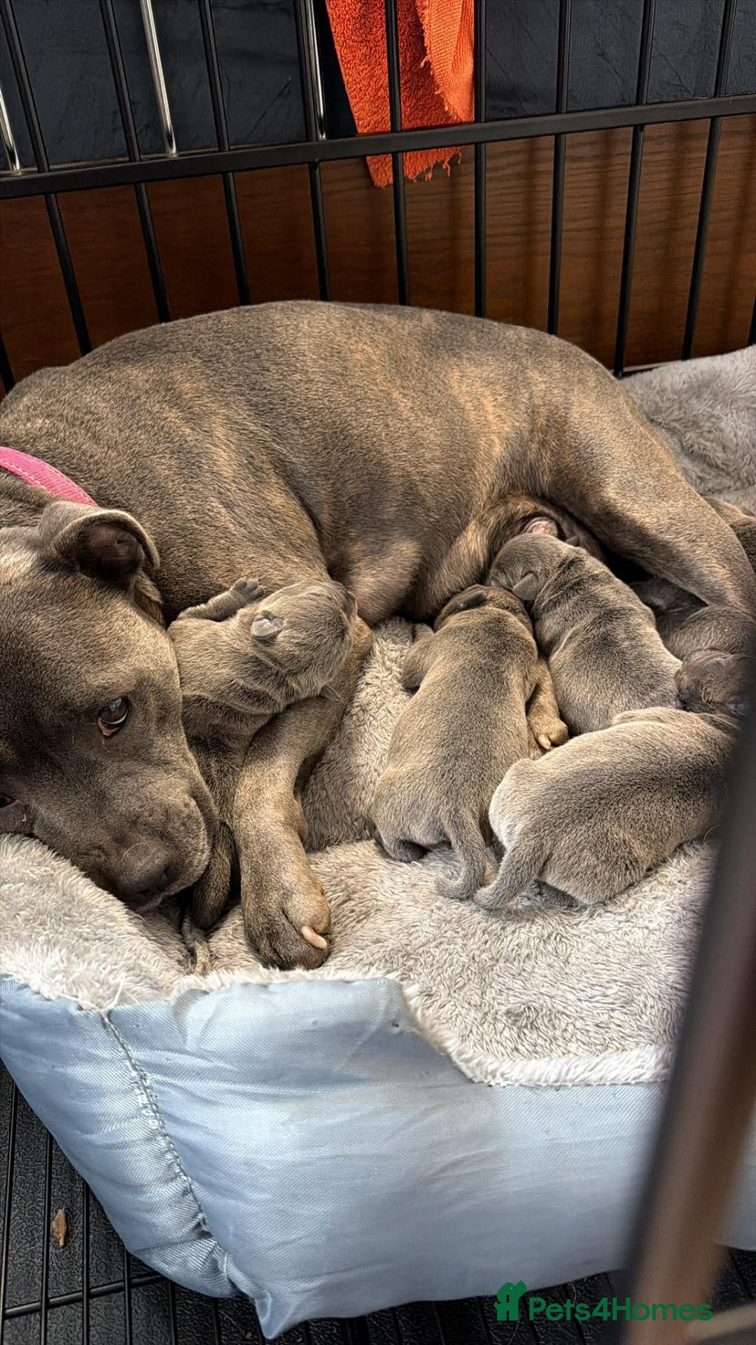 Staffordshire Bull Terrier dogs Pure blue Staffordshire territory for STUD - Advert 2