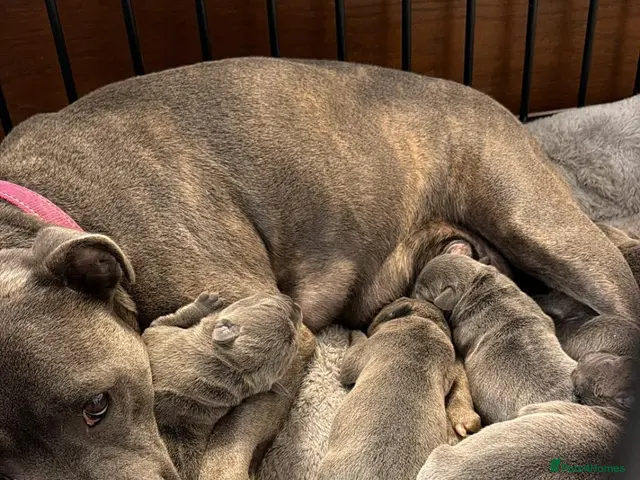 Staffordshire Bull Terrier dogs for stud: Pure blue Staffordshire territory for STUD - Advert 2