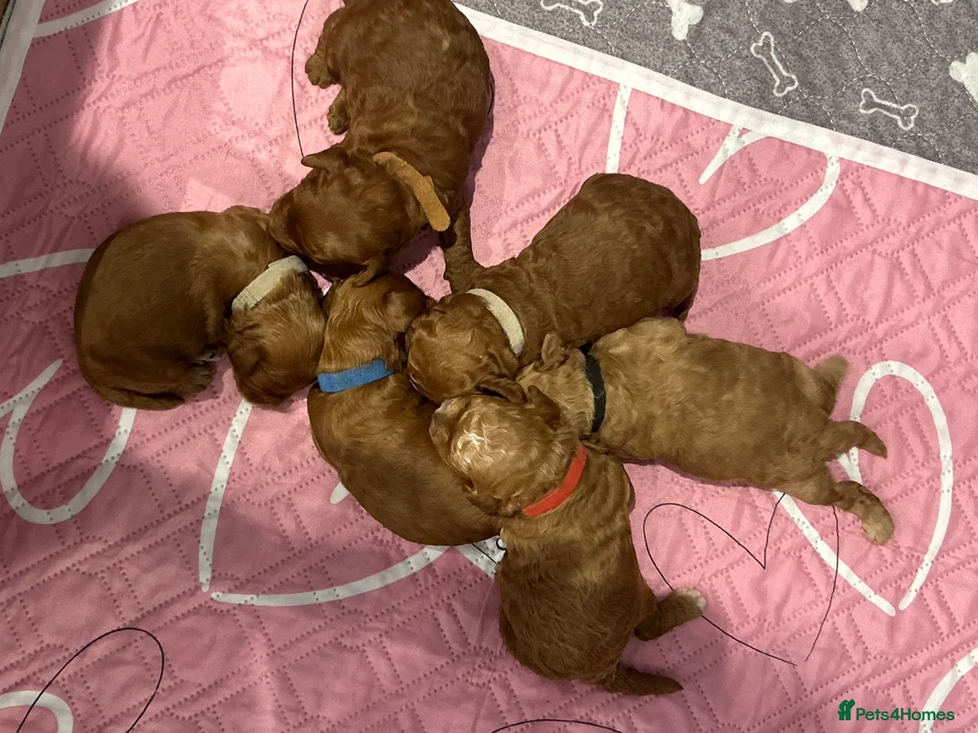 Cavapoo dogs for sale: Extensively DNA health tested and trained girl   - Advert 24