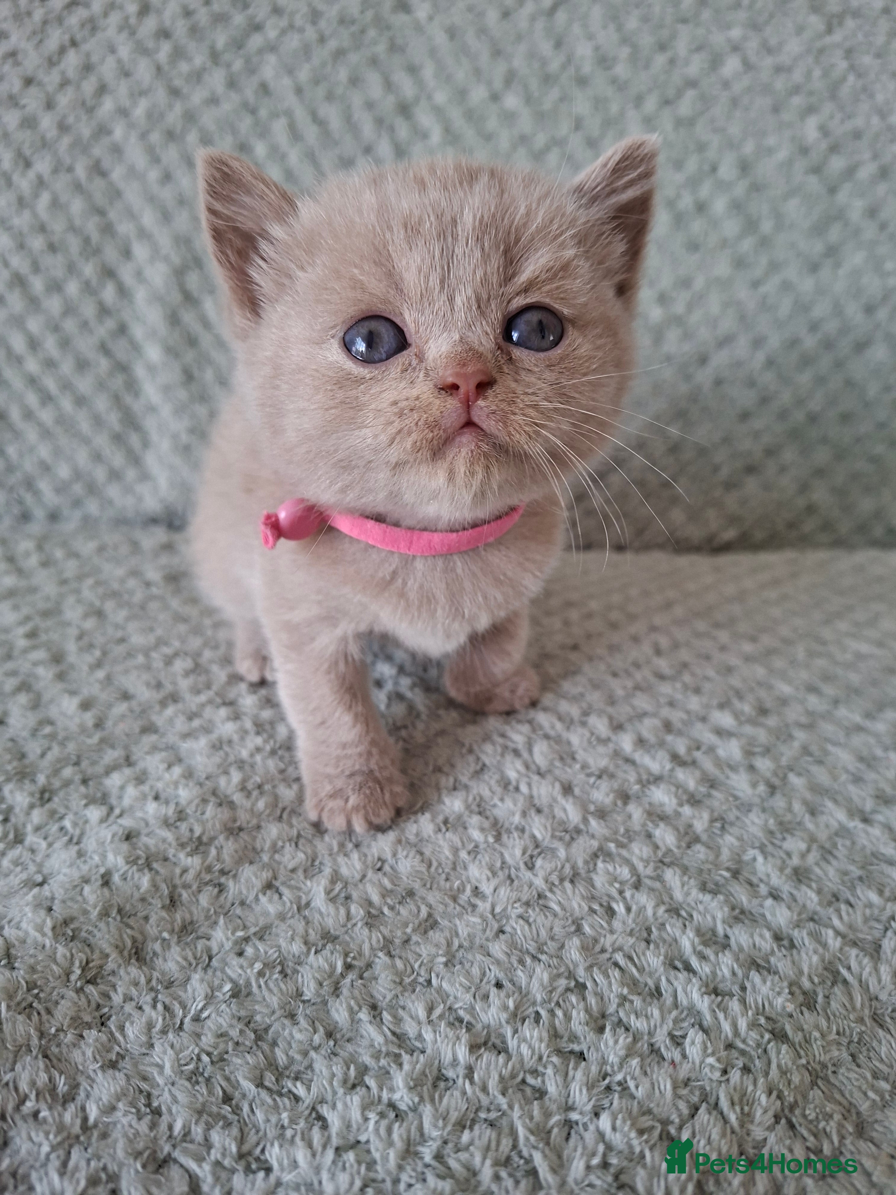 British Shorthair cats 7 beautiful lilac british shorthair kittens  - Advert 10