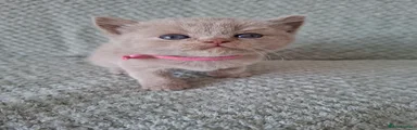 Kitten 5