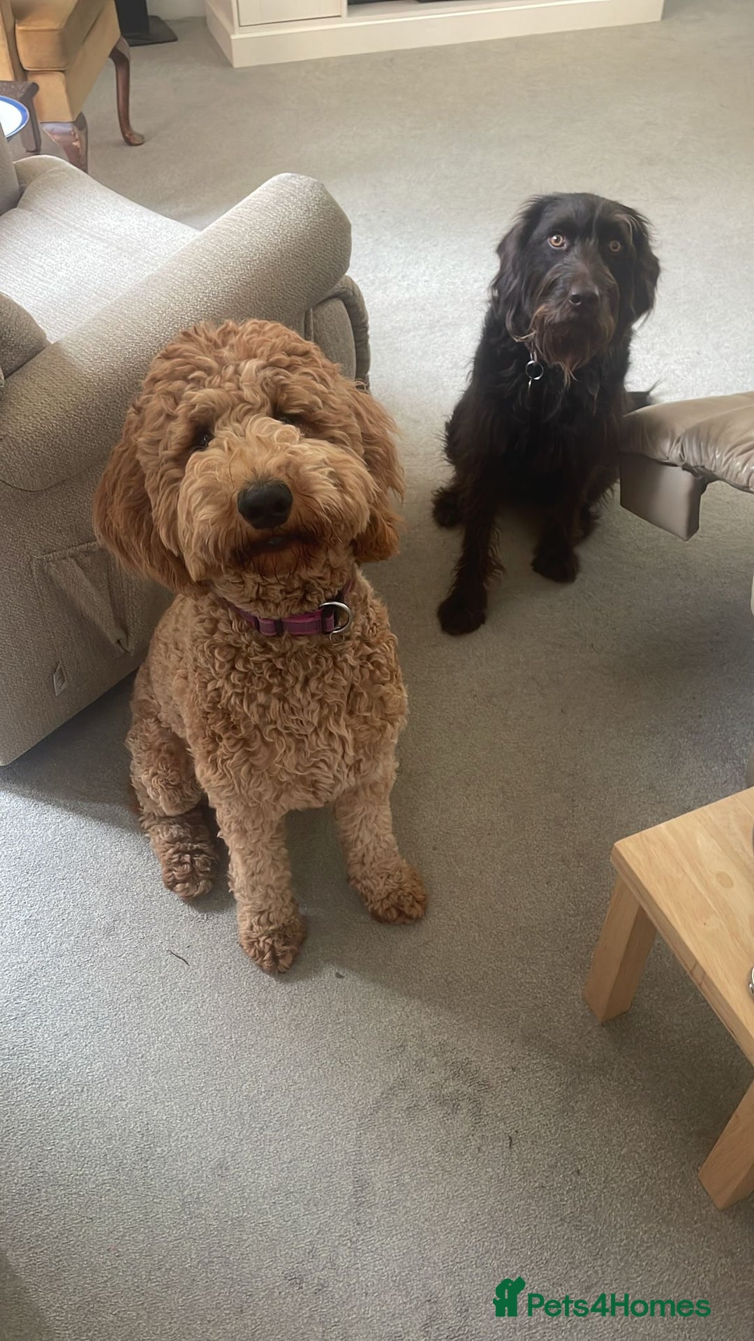 Goldendoodle dogs for sale: Dark red multigenerational standard Goldendoodle - Image 11