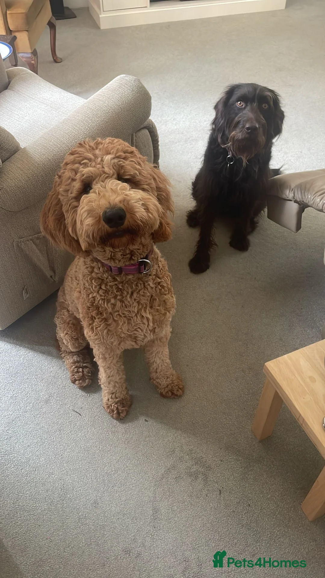 Goldendoodle dogs for sale: Dark red multigenerational standard Goldendoodle - Advert 6