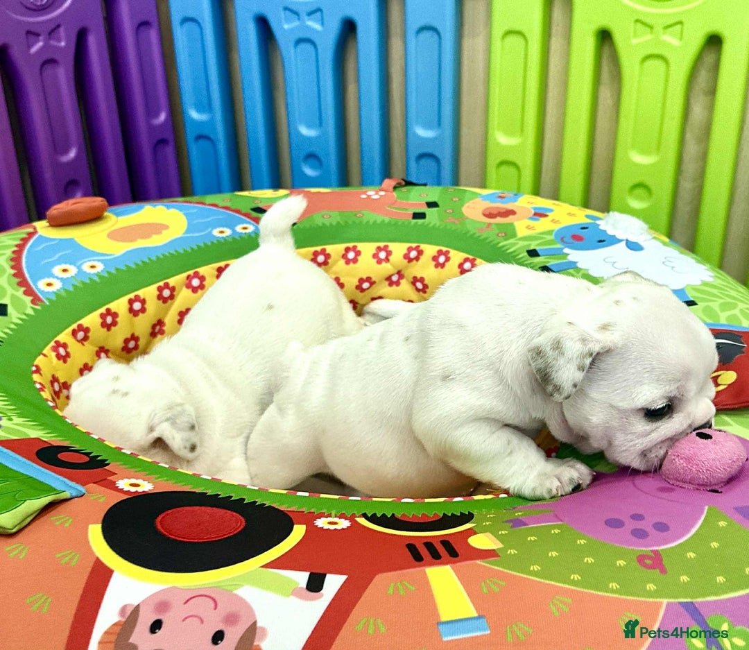 English Bulldog dogs for sale: ** PUREBRED STANDARD COLOUR BULLDOG PUPPIES** - Advert 23