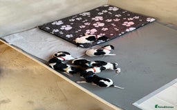 Pointer dogs for sale: English pointer puppies  - Image 16