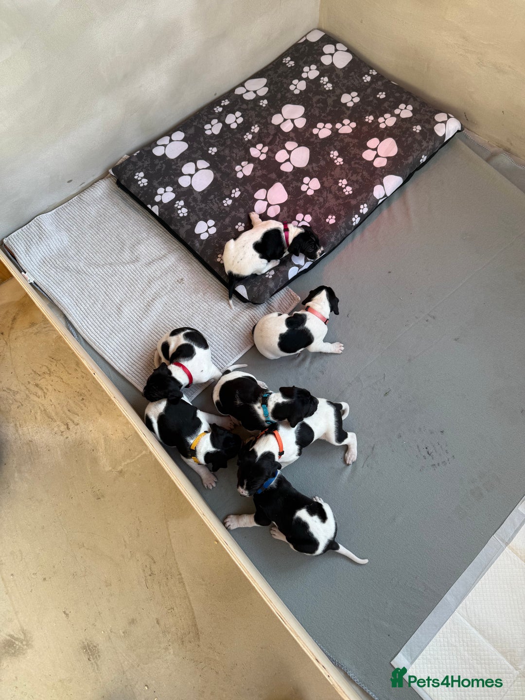 Pointer dogs for sale: English pointer puppies  - Image 16