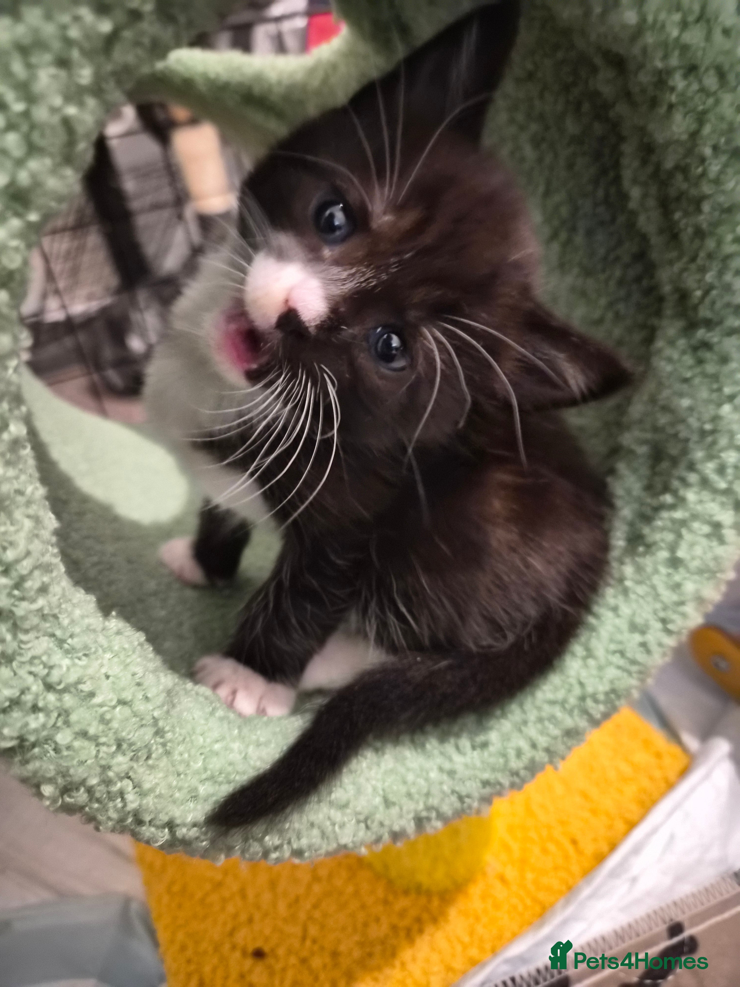 Maine Coon cats Maine Coon Mix Kittens - Advert 9