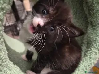 Maine Coon cats Maine Coon Mix Kittens - Advert 9